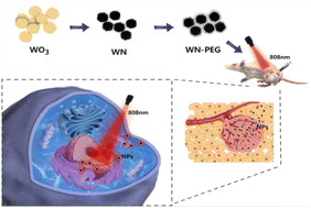 Graphical abstract: PEGylated W4.6N4/WO3 nanoparticles as a near-infrared photothermal agent for effective cancer therapy