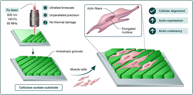 Graphical abstract: Guiding cellular behavior with micro/nanostructured cellulose acetate substrates fabricated using femtosecond laser lithography