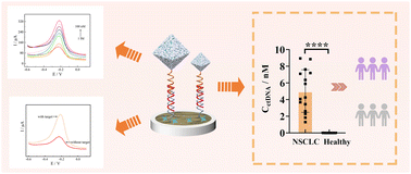 Graphical abstract: Construction of a sandwich-type DNA biosensor based on functionalized MOF@COF nanomaterials for the detection of NSCLC biomarker ctDNA