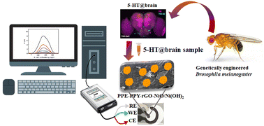 Graphical abstract: Conductive nano nickel oxide/hydroxide paper electrochemical sensor for serotonin detection in genetically engineered Drosophila