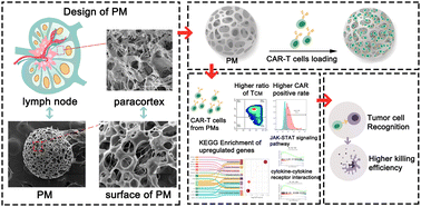 Graphical abstract: Biomimetic lymph node-like scaffolds for optimized CAR-T cell expansion and potentiated antitumor efficacy