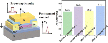 Graphical abstract: Top gate overlaid carbon nanotube transistor electronic synapse arrays for high-performance image recognition