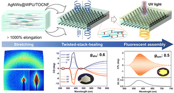 Graphical abstract: Programmable chiroptical multilayer films assembled from self-healing stretchable elastomers for information encryption