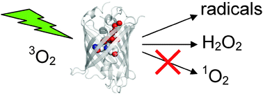 Graphical abstract: Reactive oxygen species in photochemistry of the red fluorescent protein “Killer Red”