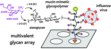 Graphical abstract: Determination of receptor specificities for whole influenza viruses using multivalent glycan arrays