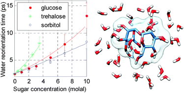 Graphical abstract: A femtosecond mid-infrared study of the dynamics of water in aqueous sugar solutions