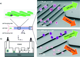 Graphical abstract: Microfluidic cellular enrichment and separation through differences in viscoelastic deformation