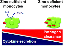 Graphical abstract: Differential impact of zinc deficiency on phagocytosis, oxidative burst, and production of pro-inflammatory cytokines by human monocytes