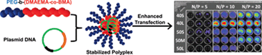 Graphical abstract: Enhanced performance of plasmid DNA polyplexes stabilized by a combination of core hydrophobicity and surface PEGylation