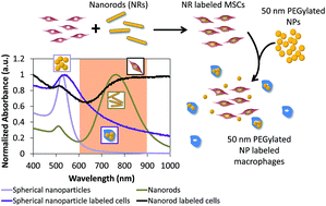 Graphical abstract: A dual gold nanoparticle system for mesenchymal stem cell tracking