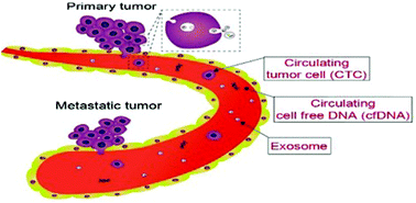 Graphical abstract: Isolation and enrichment of circulating biomarkers for cancer screening, detection, and diagnostics