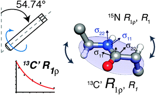 Graphical abstract: Unraveling the complexity of protein backbone dynamics with combined 13C and 15N solid-state NMR relaxation measurements