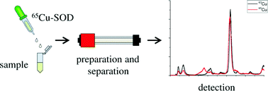 Graphical abstract: Accurate and precise quantification of Cu,Zn-SOD in human red blood cells using species-specific double and triple IDMS