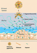 Graphical abstract: Mucin-mediated nanocarrier disassembly for triggered uptake of oligonucleotides as a delivery strategy for the potential treatment of mucosal tumours