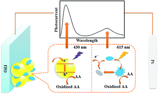 Graphical abstract: A wavelength-resolved ratiometric photoelectrochemical technique: design and sensing applications