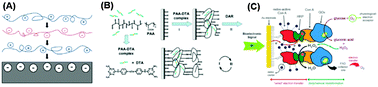 Graphical abstract: Nanocoating for biomolecule delivery using layer-by-layer self-assembly