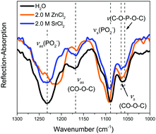 Graphical abstract: Surface organization of a DPPC monolayer on concentrated SrCl2 and ZnCl2 solutions