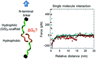 Graphical abstract: Soft matter interactions at the molecular scale: interaction forces and energies between single hydrophobic model peptides