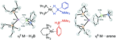 Graphical abstract: Variable coordination modes and catalytic dehydrogenation of B-phenyl amine–boranes