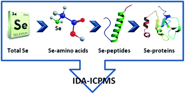 Graphical abstract: Accurate quantification of selenoproteins in human plasma/serum by isotope dilution ICP-MS: focus on selenoprotein P