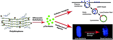 Graphical abstract: Thiophene-derived polymer dots for imaging endocytic compartments in live cells and broad-spectrum bacterial killing