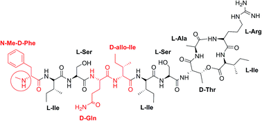 Graphical abstract: Re-evaluation of the N-terminal substitution and the D-residues of teixobactin