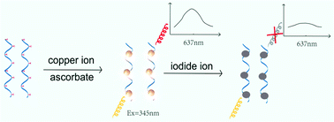 Graphical abstract: A fast, highly sensitive and selective assay of iodide ions with single-stranded DNA-templated copper nanoparticles as a fluorescent probe for its application in Kunming mice samples