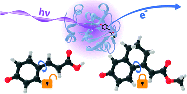 Graphical abstract: Electronic structure and dynamics of torsion-locked photoactive yellow protein chromophores