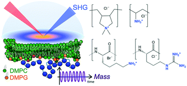 Graphical abstract: Interfacial electrostatics of poly(vinylamine hydrochloride), poly(diallyldimethylammonium chloride), poly-l-lysine, and poly-l-arginine interacting with lipid bilayers