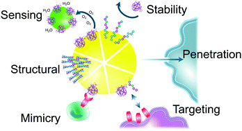 Graphical abstract: Peptide and protein nanoparticle conjugates: versatile platforms for biomedical applications