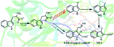 Graphical abstract: Tryptophan lyase (NosL): mechanistic insights into amine dehydrogenation and carboxyl fragment migration by QM/MM calculations