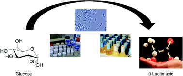 Graphical abstract: Nutritional requirements and the impact of yeast extract on the d-lactic acid production by Sporolactobacillus inulinus