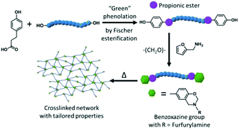 Graphical abstract: Phloretic acid as an alternative to the phenolation of aliphatic hydroxyls for the elaboration of polybenzoxazine