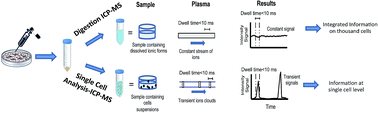 Graphical abstract: Quantification of silver nanoparticles taken up by single cells using inductively coupled plasma mass spectrometry in the single cell measurement mode