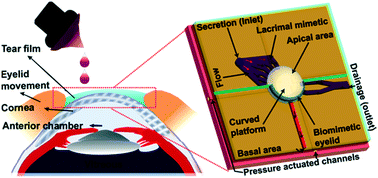 Graphical abstract: Microengineered biomimetic ocular models for ophthalmological drug development