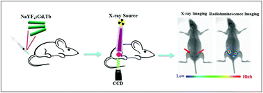 Graphical abstract: Soft X-ray activated NaYF4:Gd/Tb scintillating nanorods for in vivo dual-modal X-ray/X-ray-induced optical bioimaging