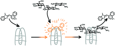 Graphical abstract: Identification of new DNA i-motif binding ligands through a fluorescent intercalator displacement assay