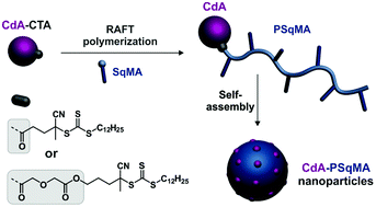 Graphical abstract: Structure–cytotoxicity relationship of drug-initiated polymer prodrug nanoparticles