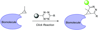 Graphical abstract: Cyclopropenes: a new tool for the study of biological systems