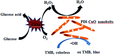 Graphical abstract: N,N′-di-caboxy methyl perylene diimide (PDI) functionalized CuO nanocomposites with enhanced peroxidase-like activity and their application in visual biosensing of H2O2 and glucose