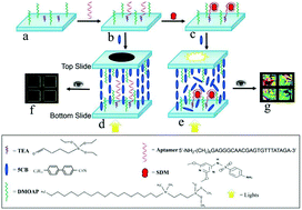 Graphical abstract: Detection of sulfadimethoxine using optical images of liquid crystals