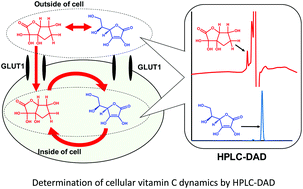 Graphical abstract: Determination of cellular vitamin C dynamics by HPLC-DAD