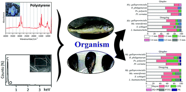 Graphical abstract: Detection of microplastics in local marine organisms using a multi-technology system