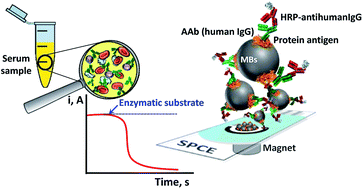 Graphical abstract: Electrochemical biosensors for autoantibodies in autoimmune and cancer diseases