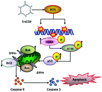 Graphical abstract: A new triazine based π-conjugated mesoporous 2D covalent organic framework: its in vitro anticancer activities