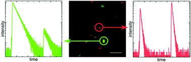 Graphical abstract: Probing heterogeneity of NIR induced secondary fluorescence from DNA-stabilized silver nanoclusters at the single molecule level