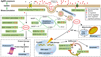 Graphical abstract: Transcriptomic and microRNAomic profiling reveals molecular mechanisms to cope with silver nanoparticle exposure in the ciliate Euplotes vannus