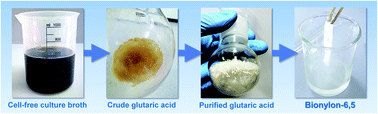 Graphical abstract: A bio-based route to the carbon-5 chemical glutaric acid and to bionylon-6,5 using metabolically engineered Corynebacterium glutamicum