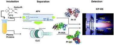 Graphical abstract: Accurate quantification of carboplatin adducts with serum proteins by monolithic chromatography coupled to ICPMS with isotope dilution analysis