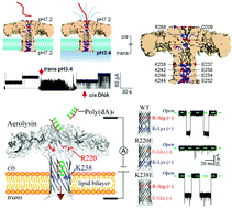 Graphical abstract: The aerolysin nanopore: from peptidomic to genomic applications